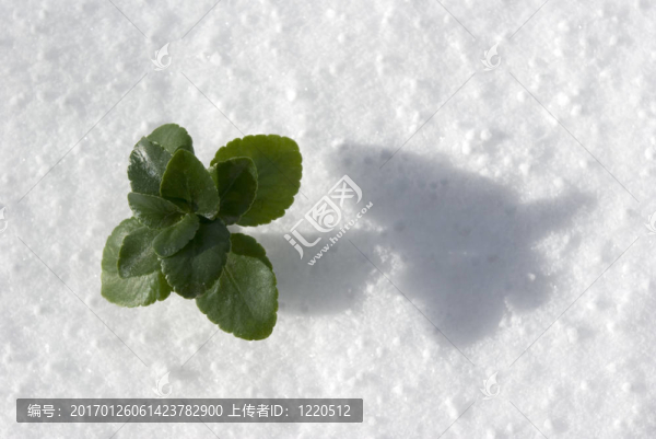 植物在雪中