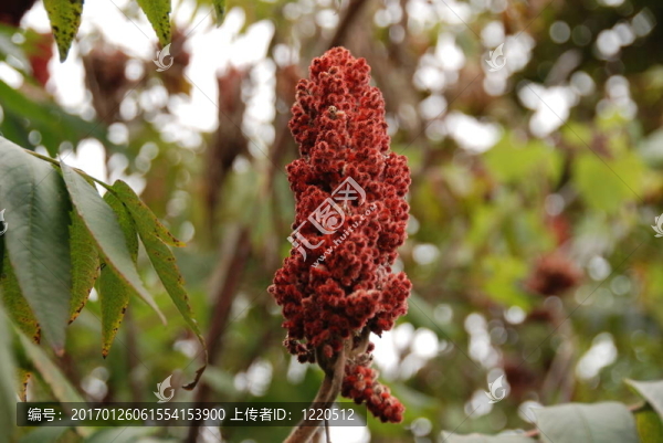 紅色的花