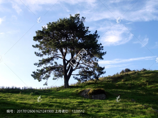 Hill,Ridge上的孤獨(dú)樹