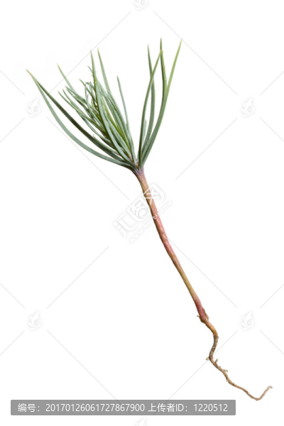 松樹發(fā)芽