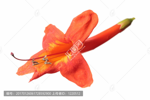 亞利桑那州橙金銀花