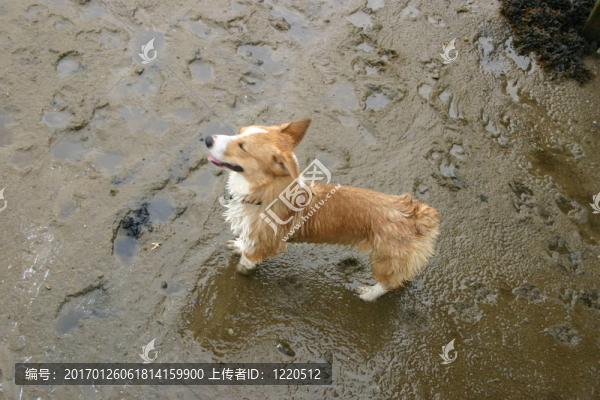 在海灘上的柯基犬