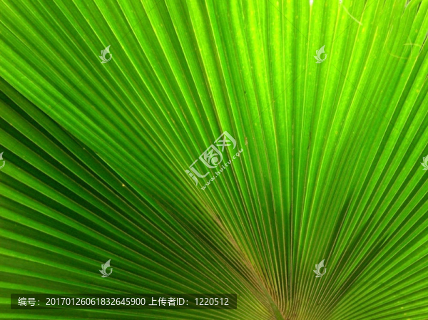 棕櫚樹(shù)的葉子