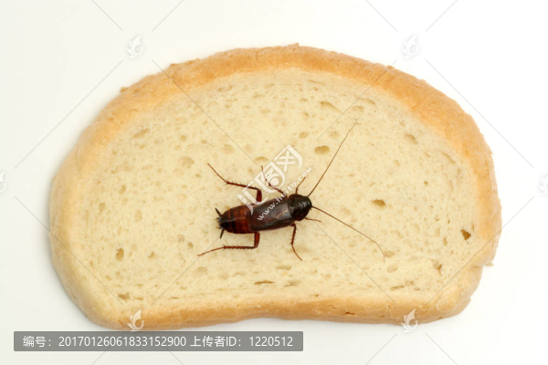 一片面包上的蟑螂