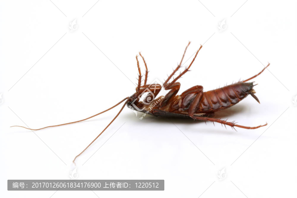 白色背景上的死蟑螂-匯圖網(wǎng) www.fosd68.com 白色背景上的死蟑螂