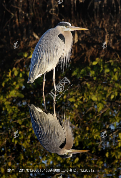 大藍(lán)鷺（Ardea,herodias）