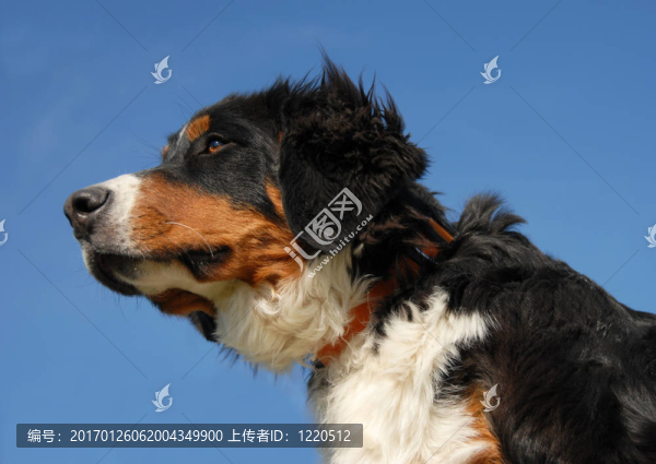 年輕的伯爾尼的狗