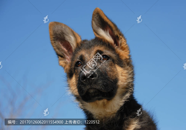 小狗的德國牧羊犬
