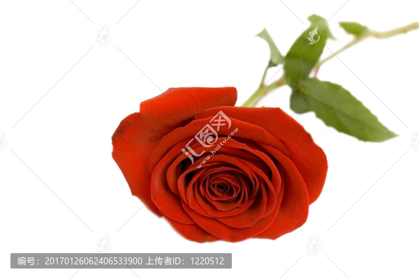 玫瑰