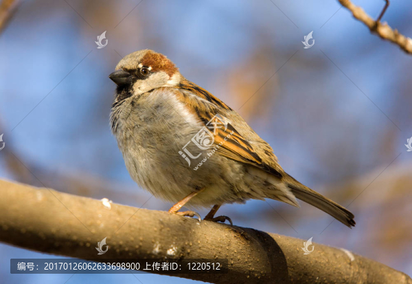 麻雀上的一只樹(shù)枝