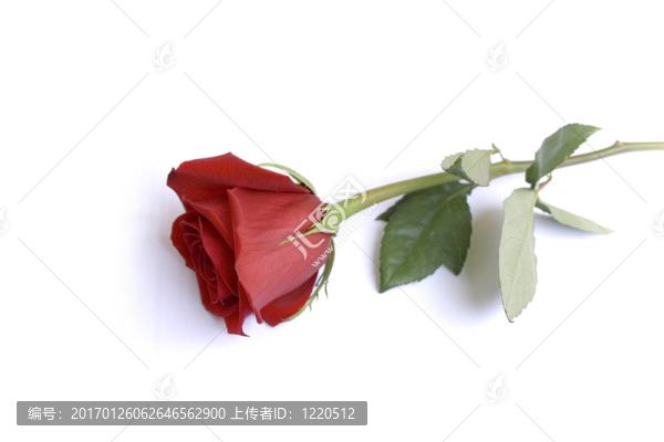 玫瑰