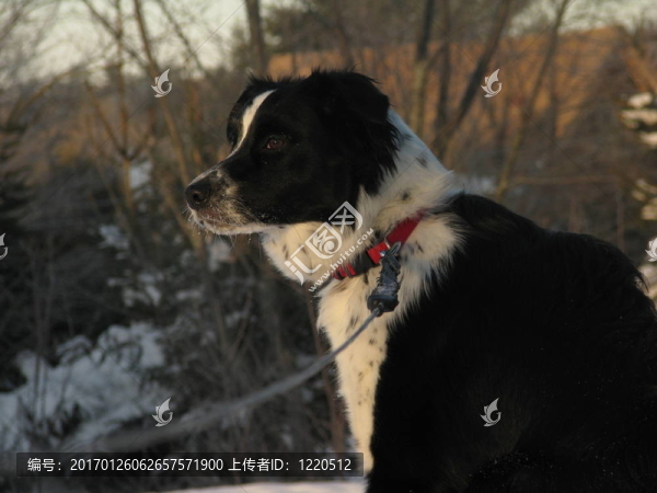 邊境牧羊犬