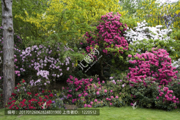 杜鵑花和金鏈花邊境peover廳；柴郡