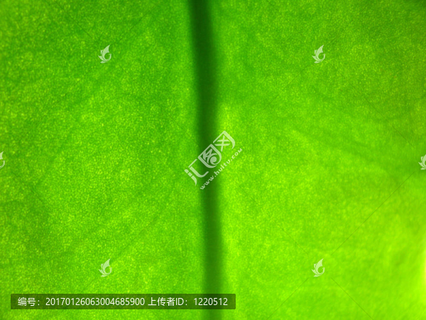 葉的紋理-匯圖網(wǎng) www.fosd68.com 葉的紋理