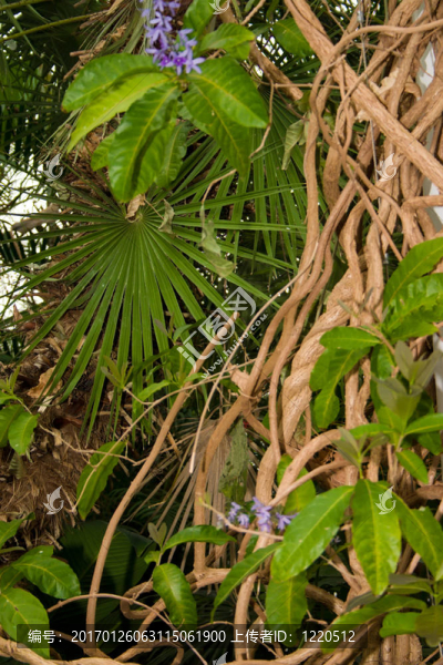熱帶植物