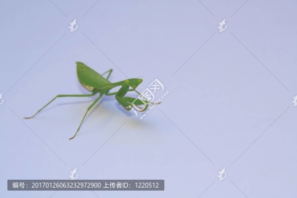 非洲螳螂