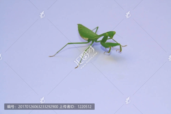 螳螂