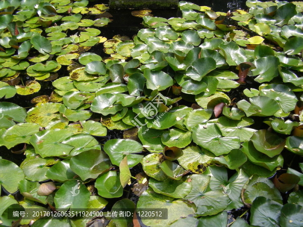 水lily,Nimphaea