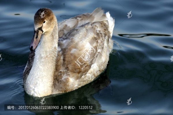 年輕的疣鼻天鵝