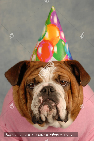 生日的狗
