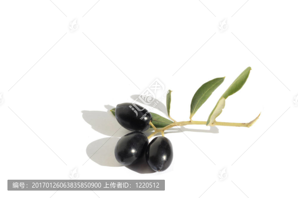橄欖枝