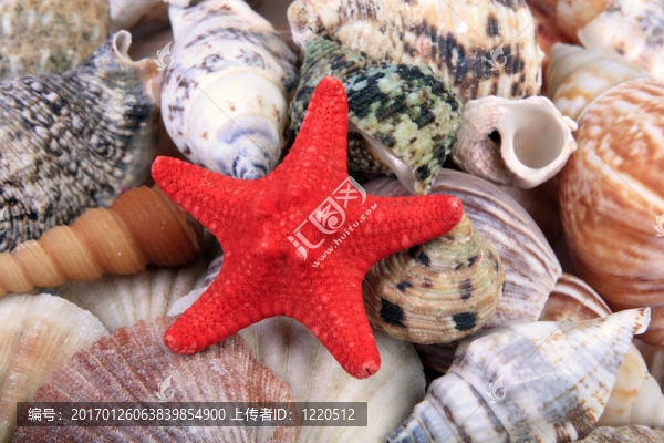 海貝殼