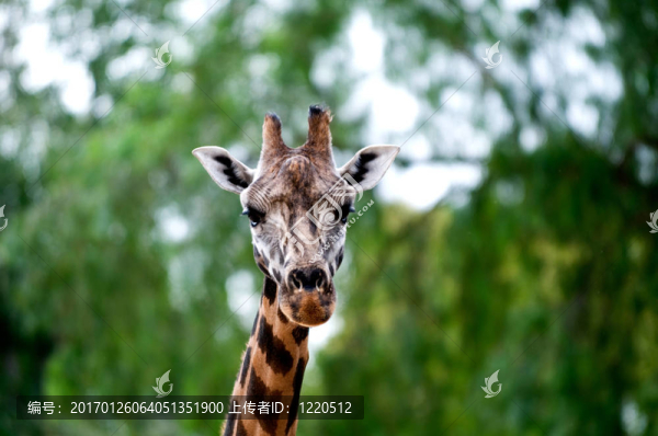 zoo30