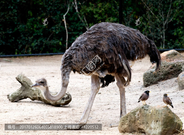 zoo19