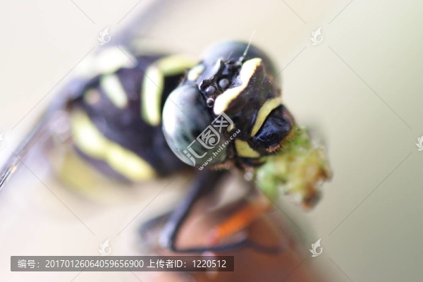 蜻蜓