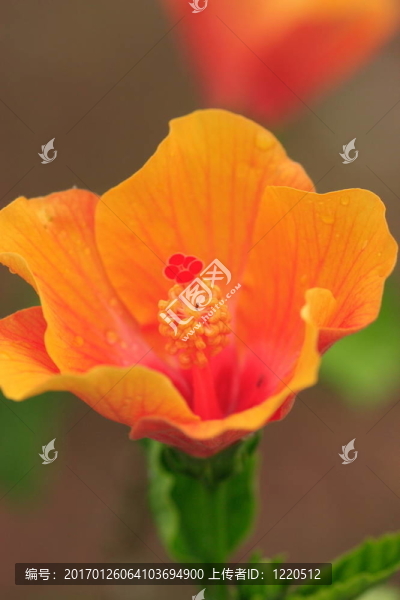 木槿