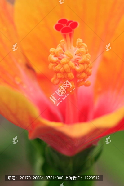 木槿