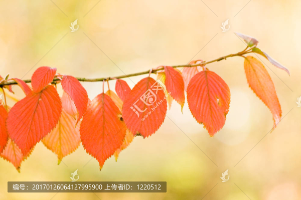 櫻桃樹(shù)上的秋天的葉子