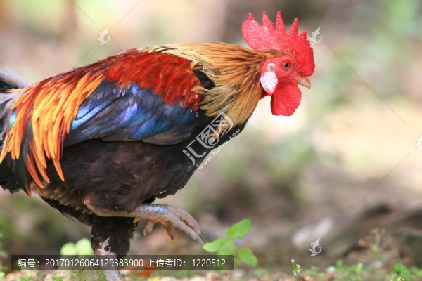 雞