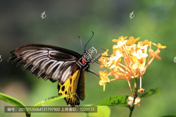 蝴蝶在花上。