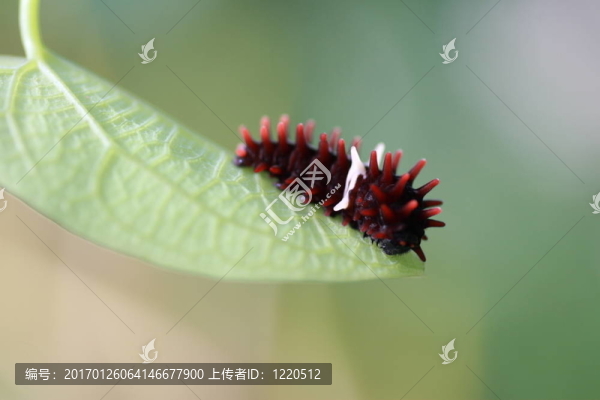 小蝴蝶