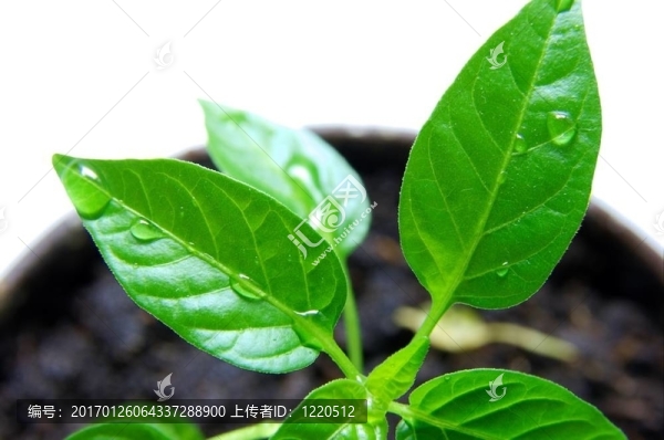 植物