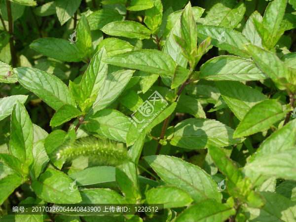 薄荷