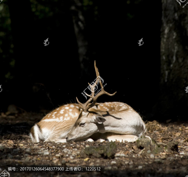白尾鹿-匯圖網(wǎng) www.fosd68.com 白尾鹿