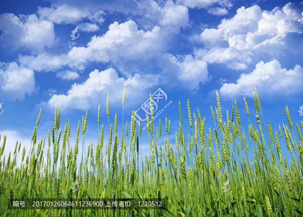 小麥田