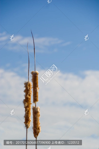 香蒲