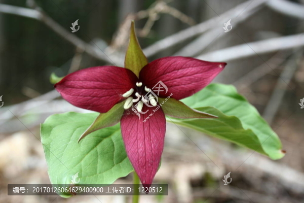 延齡草
