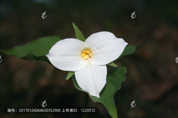 春天花延齡草