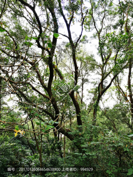 深圳東湖公園綠色森林