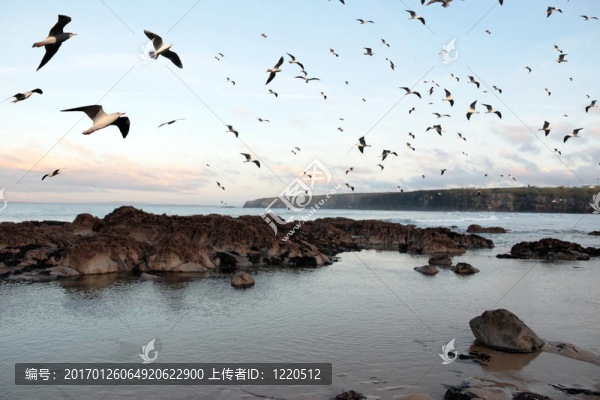 巴利巴寧海鳥(niǎo)