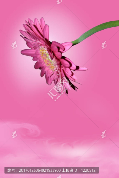 單瓣粉紅色菊花