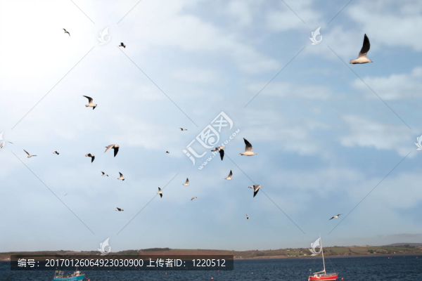 捕魚的海鷗