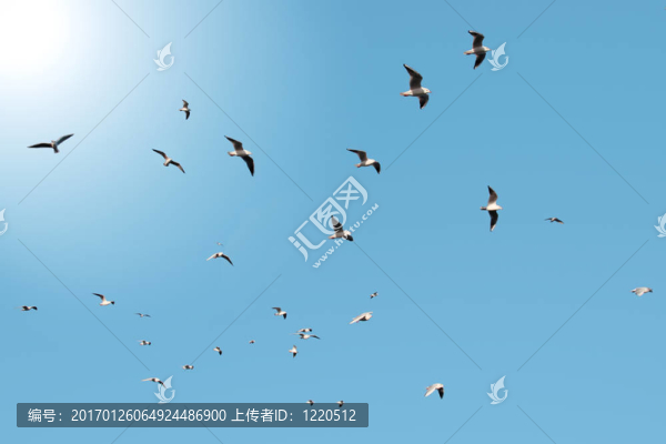 成群的海鳥
