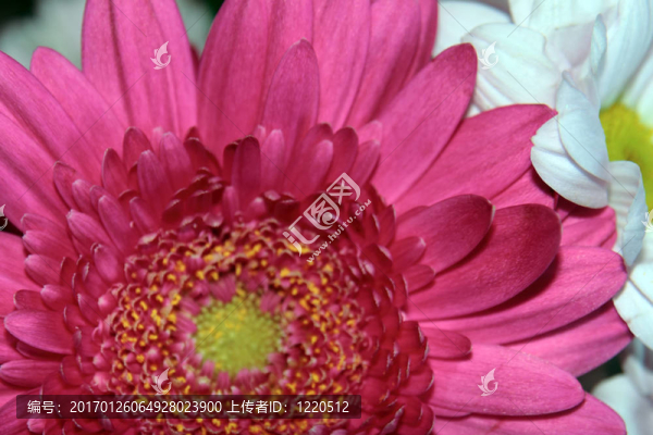紅菊