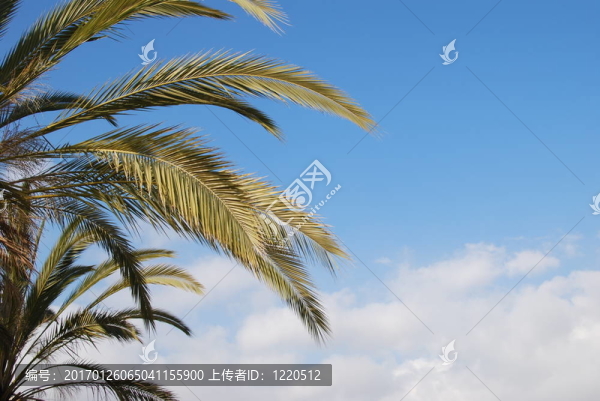 天空中的棕櫚葉