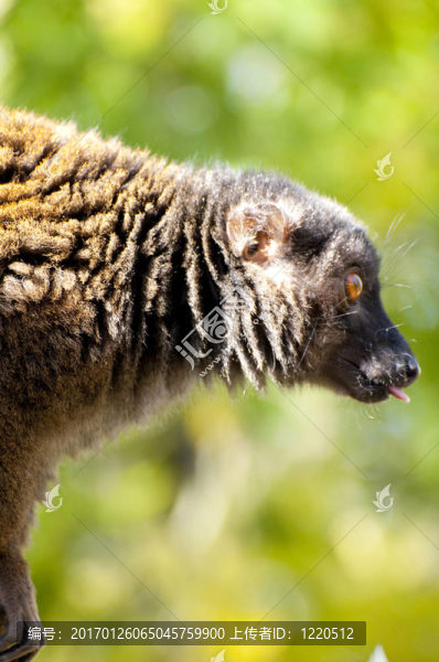 猴子-匯圖網(wǎng) www.fosd68.com 猴子